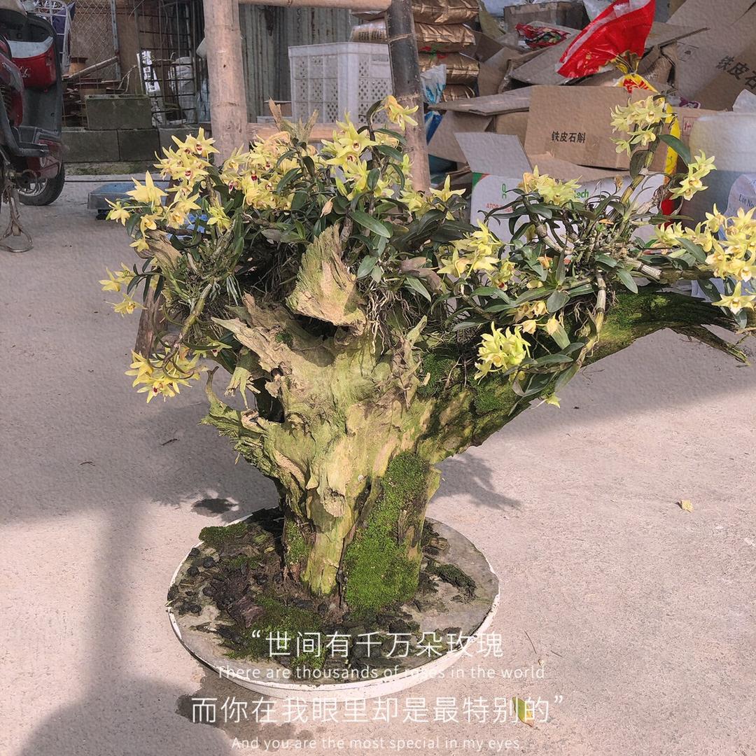 乐清市大荆鑫斛堂铁皮石斛批发部