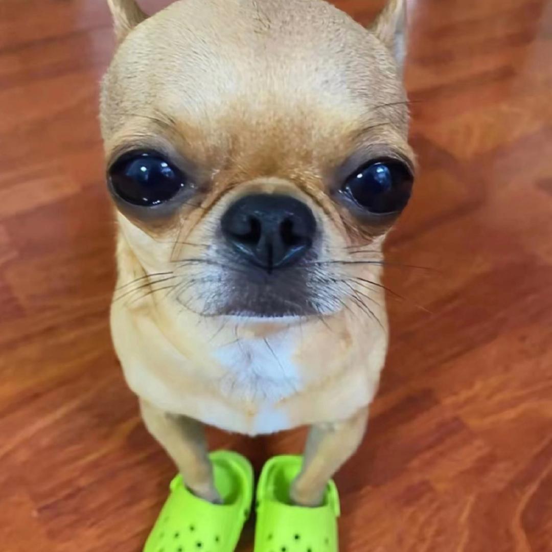 吉洼洼