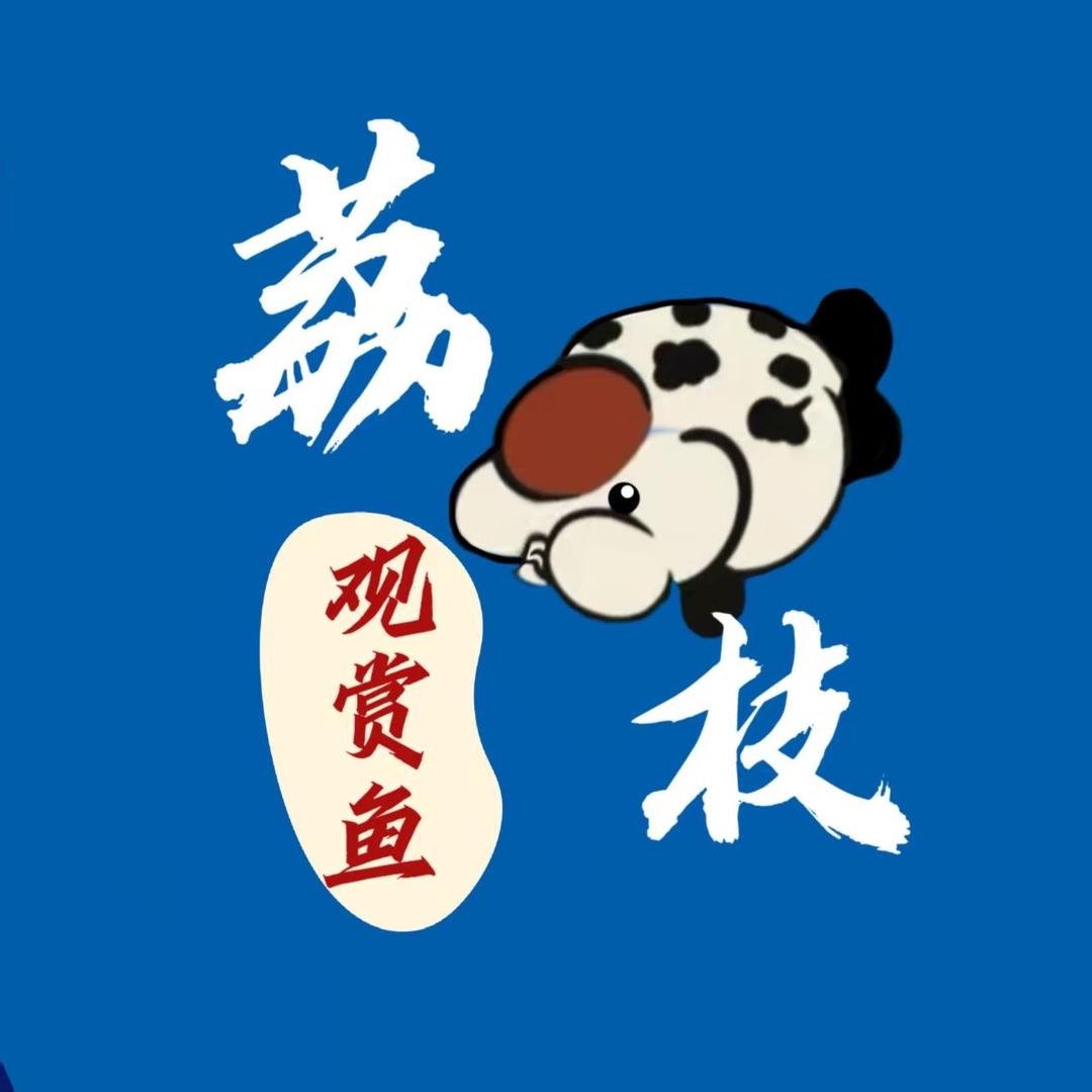 荔枝观赏鱼泰狮兰寿金鱼