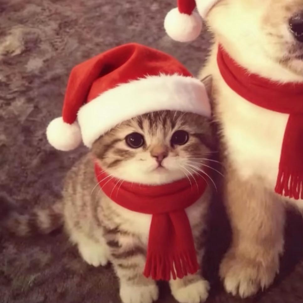 树脂好到被人砍