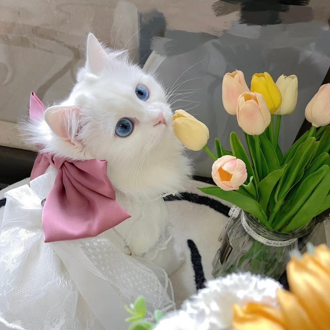 白小白的后花园