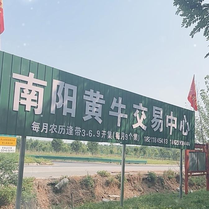 南阳黄牛交易中心！活牛调运