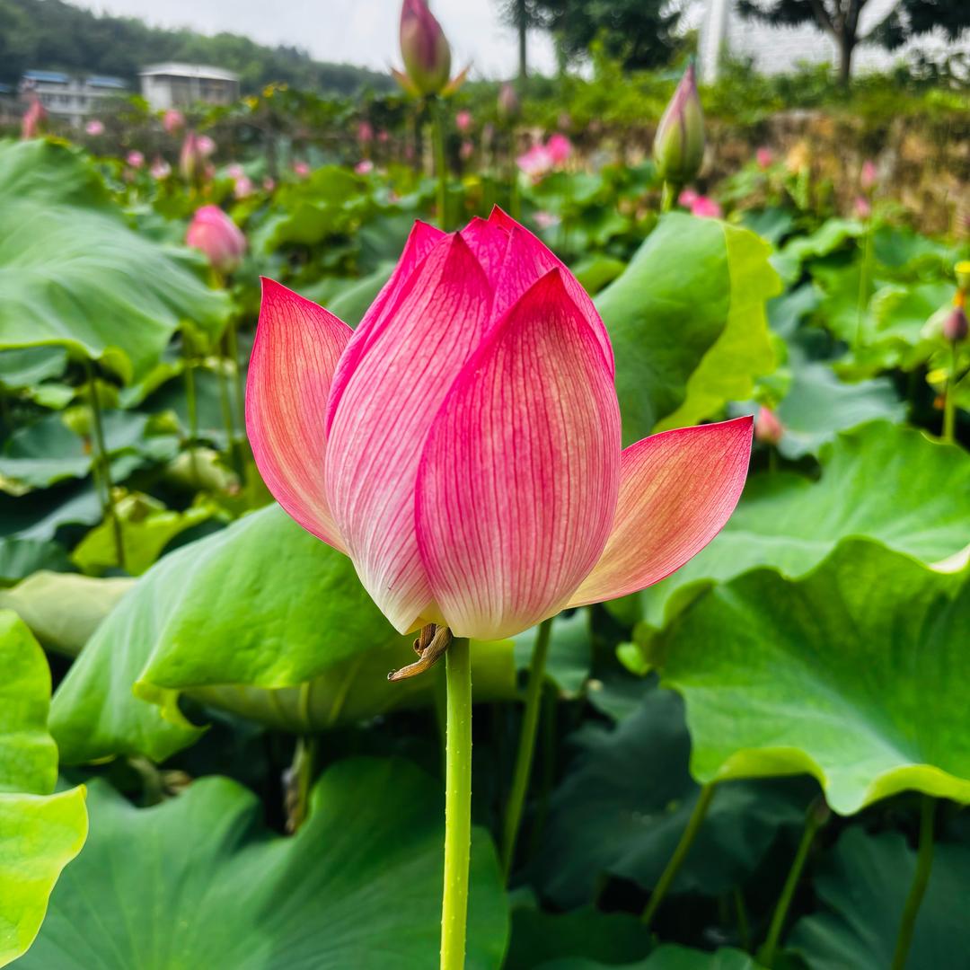 橙小妹湘莲