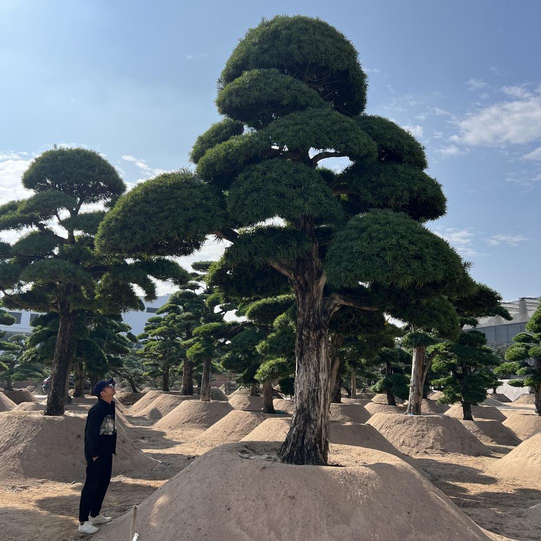 橙子皮皮