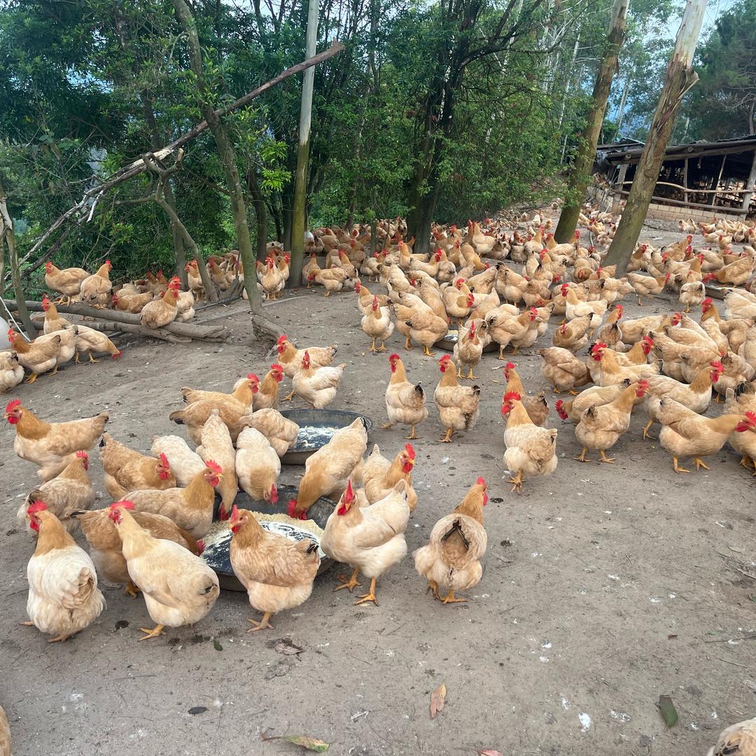 老水三黄鸡木儿