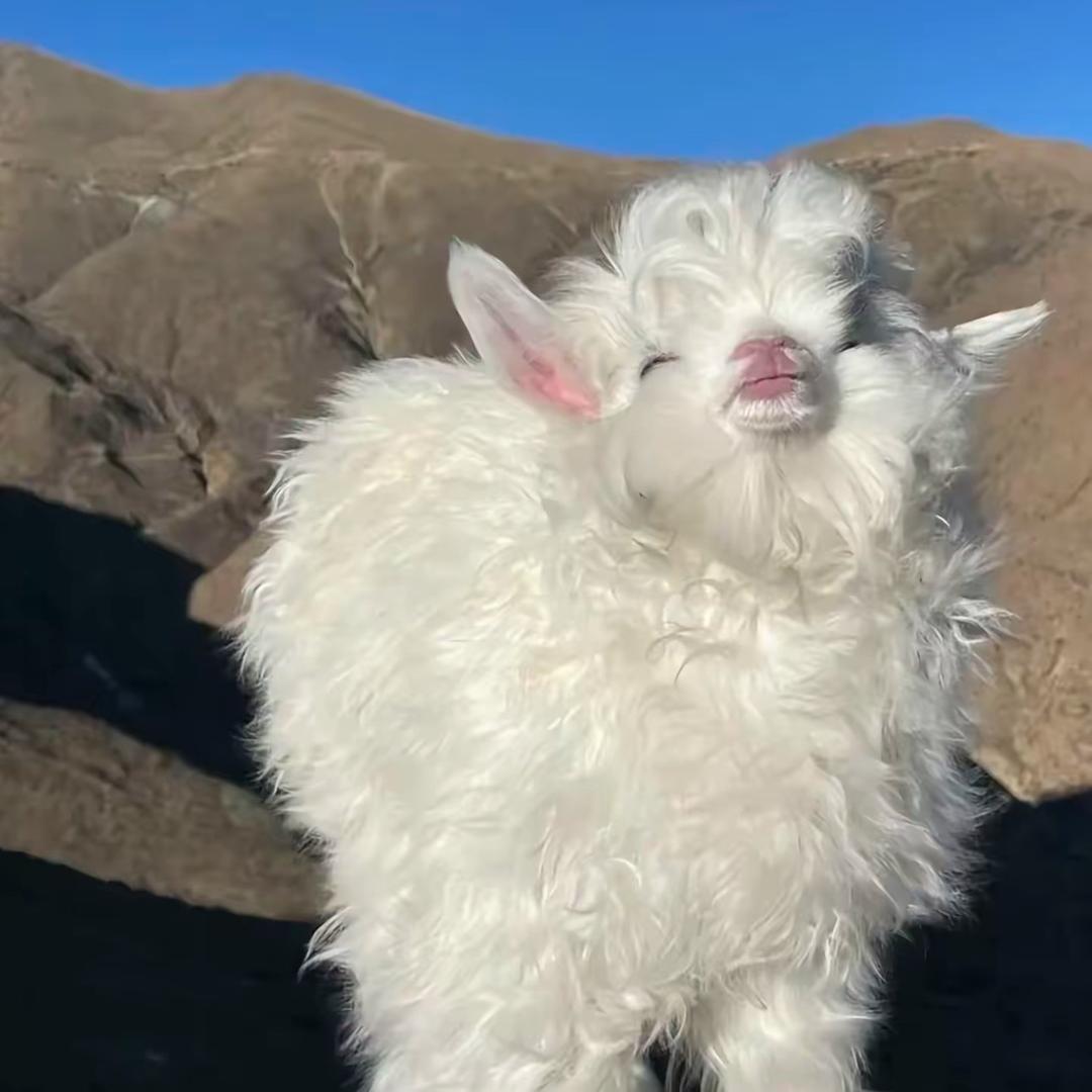 你是不是有猫饼
