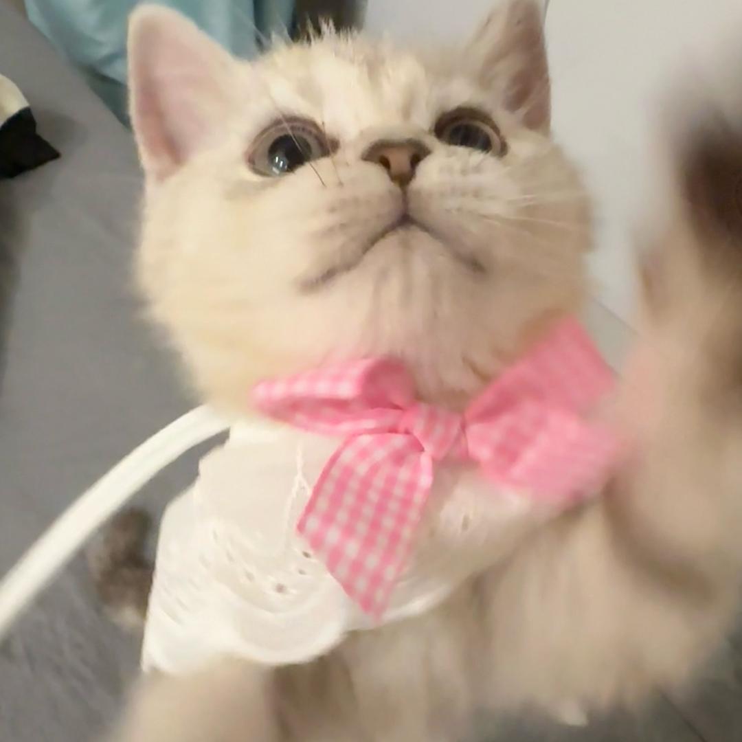 ｙｏｙｏ