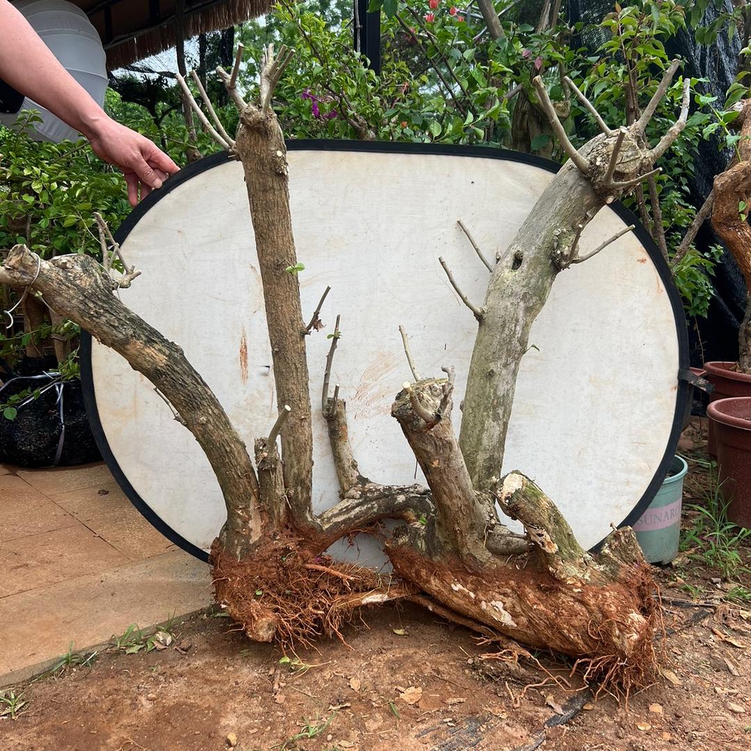 富方圆花卉园艺三角梅