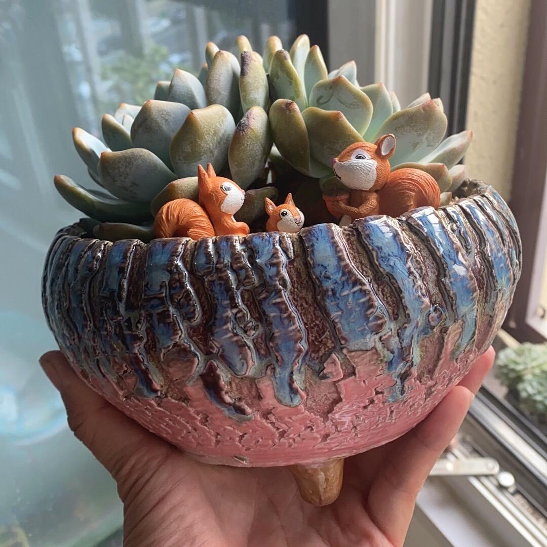 阿俊二姐花盆