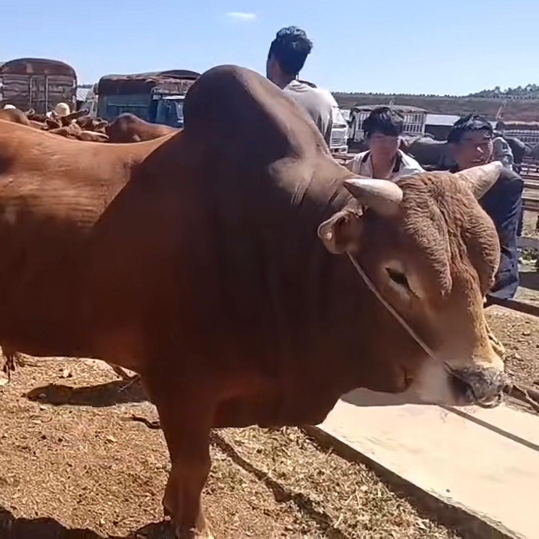 关岭风叉叉带皮牛肉批发