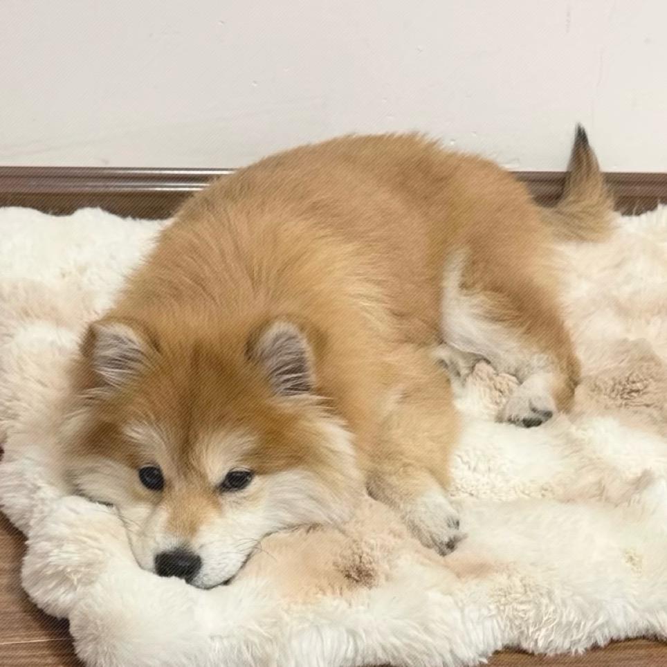 🐰꧔ꦿ້໌ᮨ᭄এ🥕