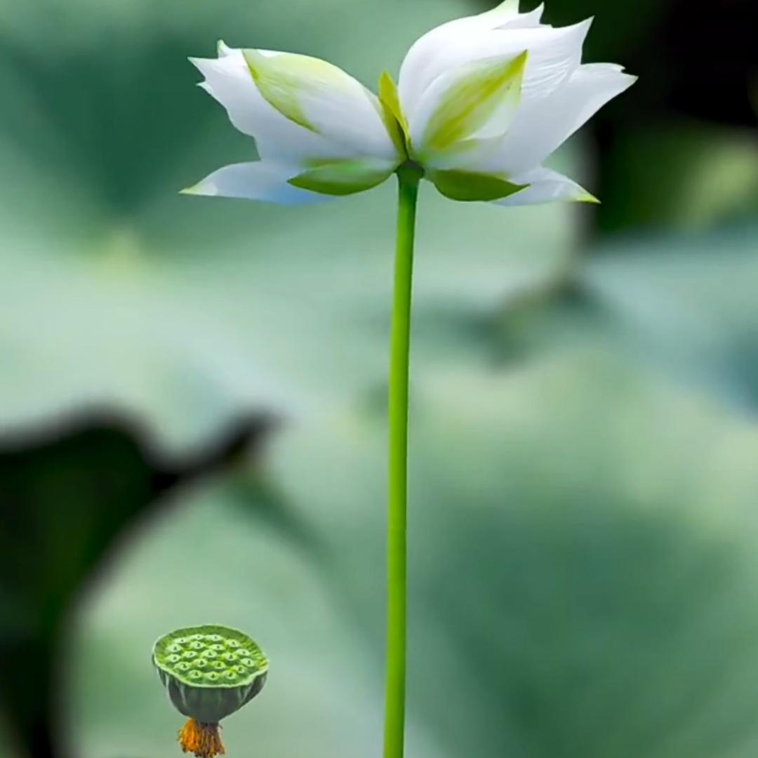 菩提树下修行