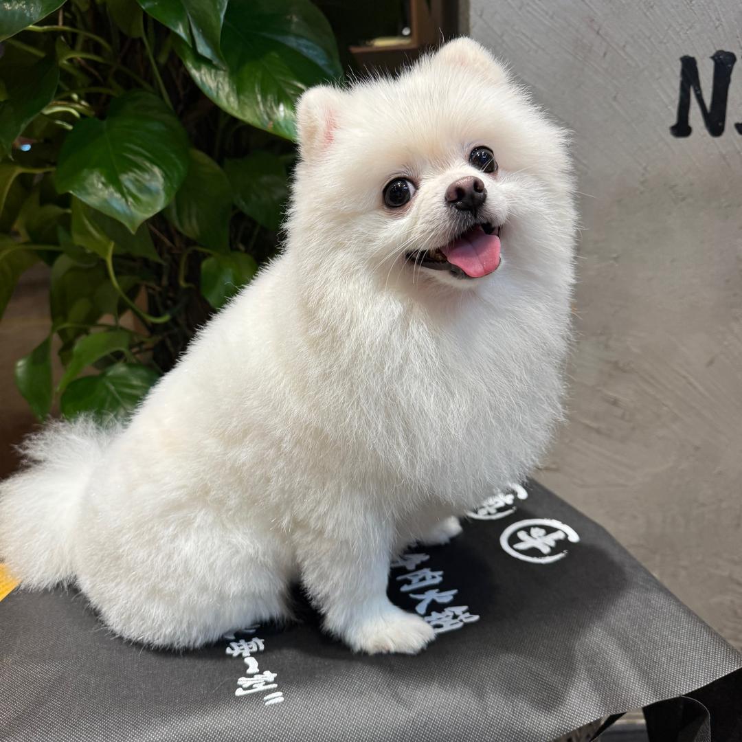 小小博美（感兴趣留🛰️）