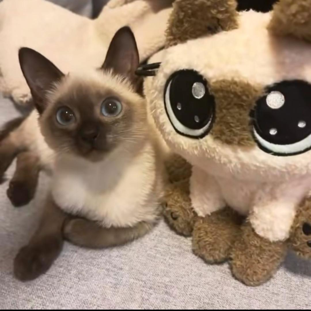轻轻茉莉