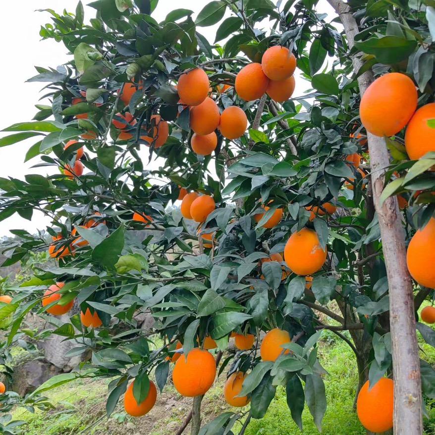 口径即是真理🐲