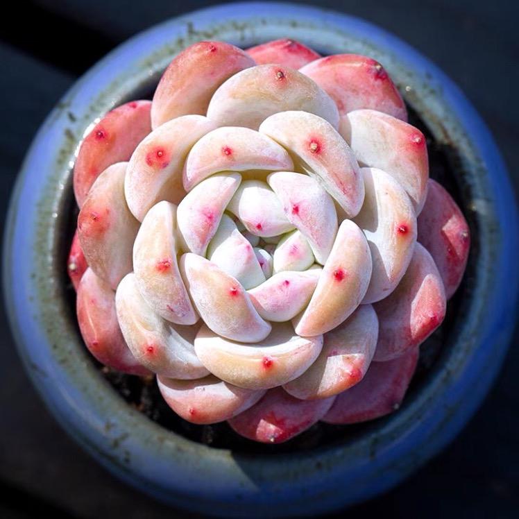 鑫瑞花卉