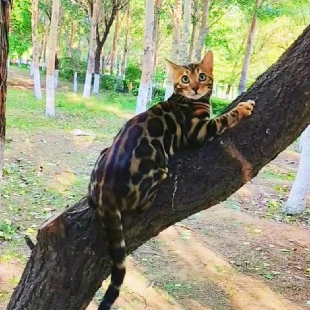 祺缘孟加拉豹猫