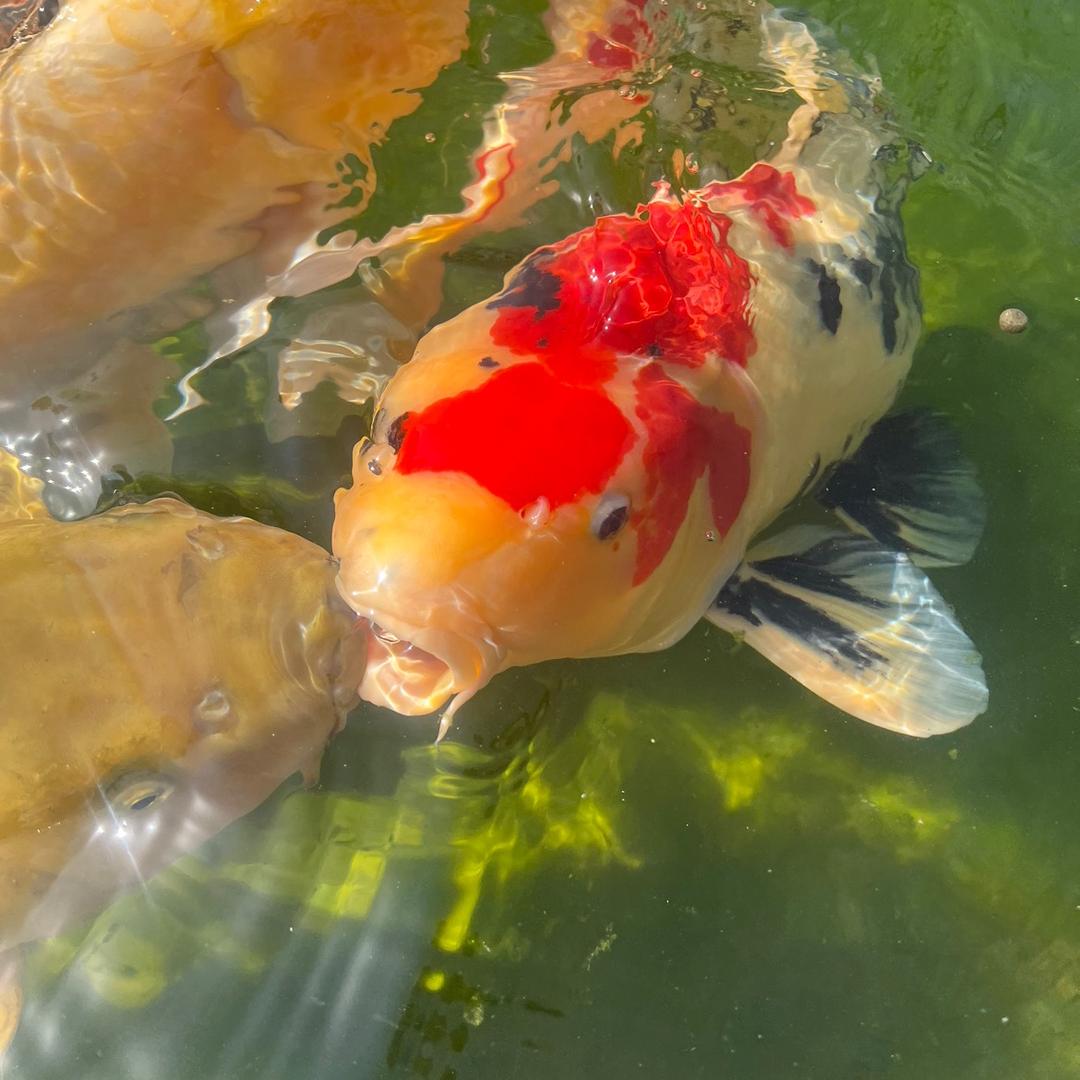 转遇