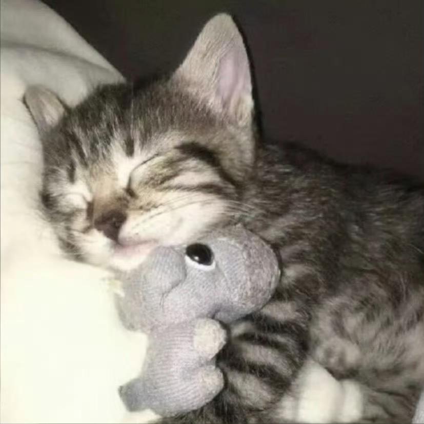 助理小胖子（减肥版）