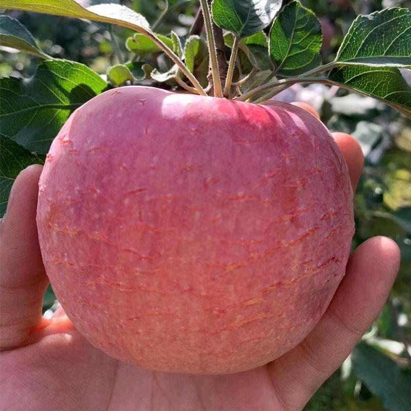 小七果园【自产自销】