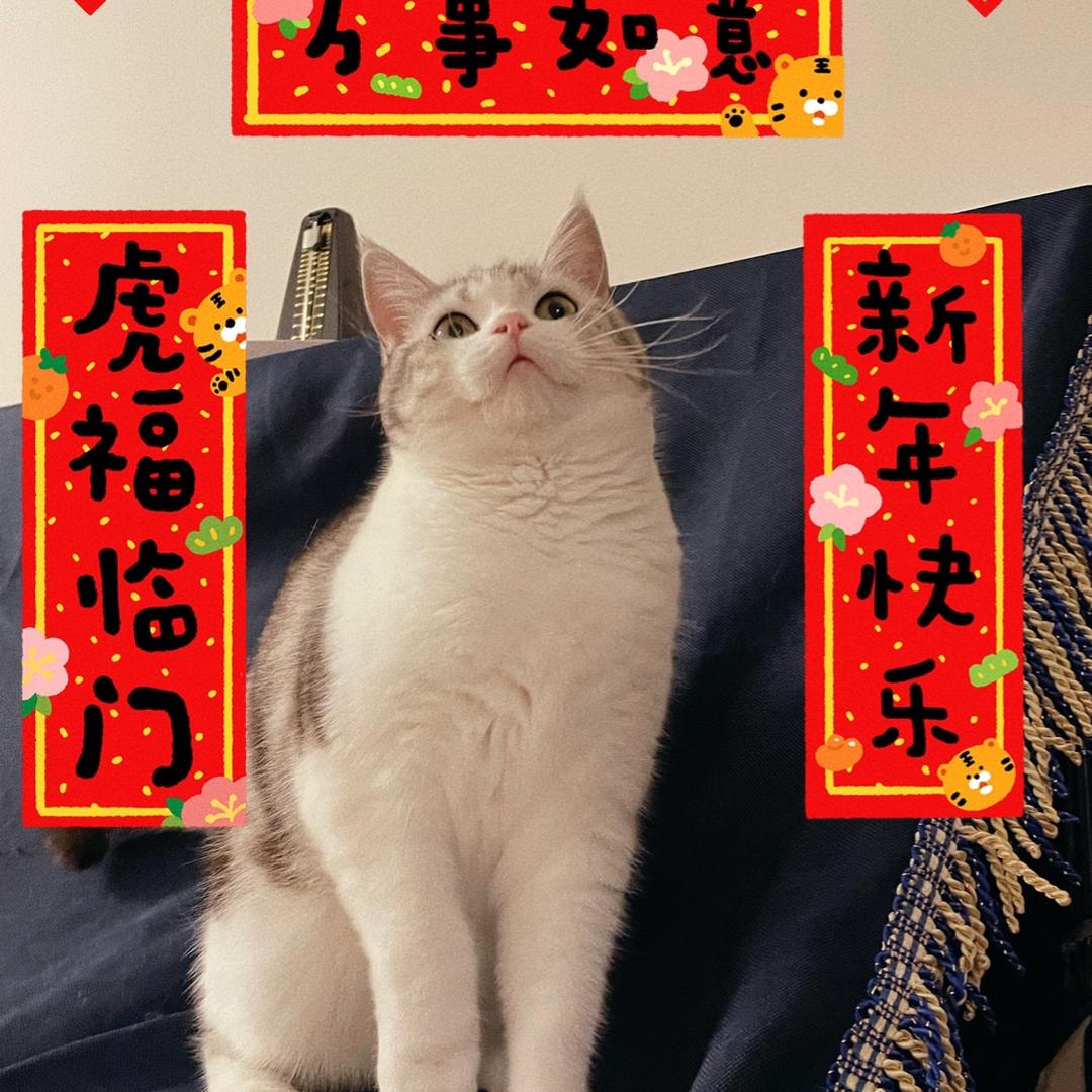 西西貓（裝修中～