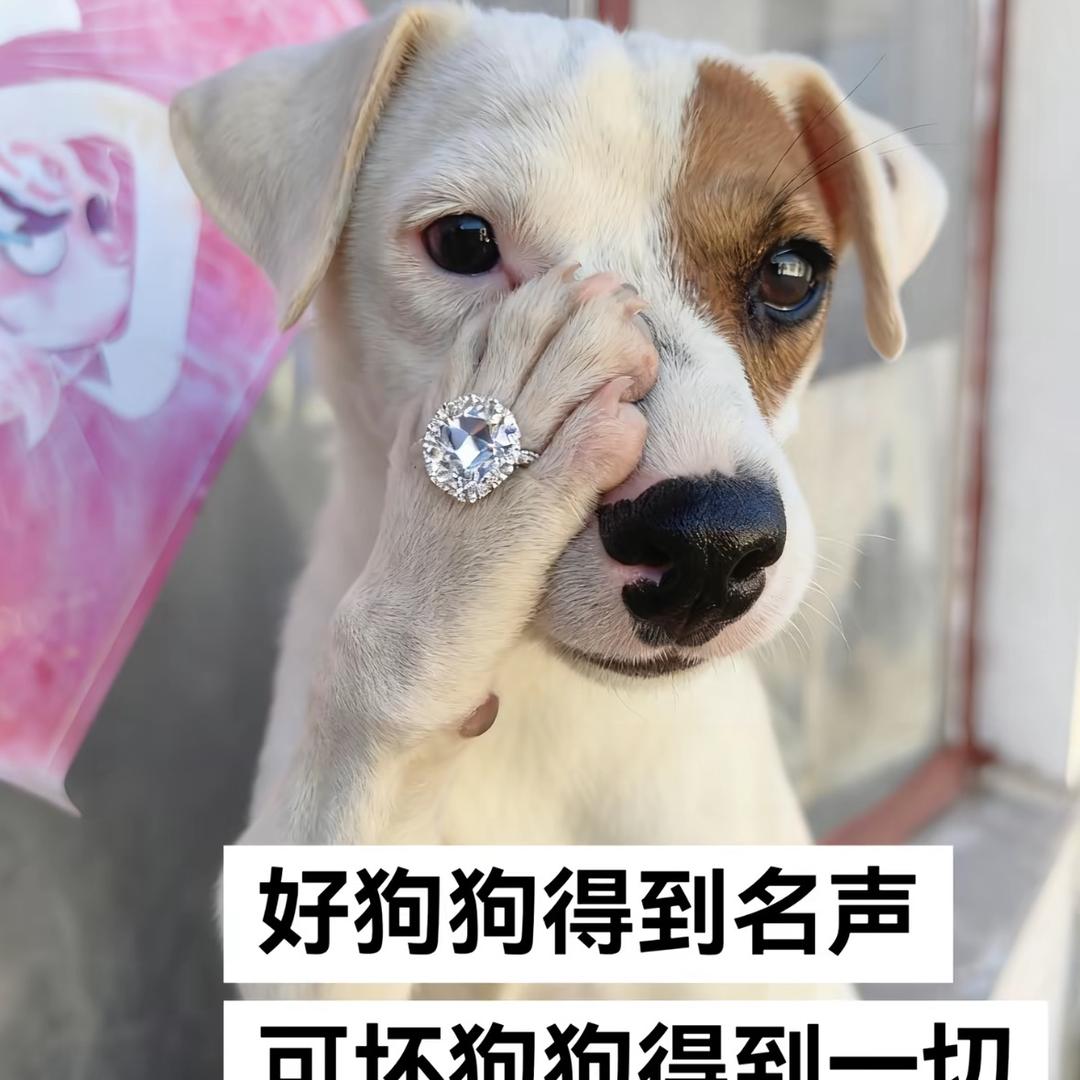 鲨鱼咿