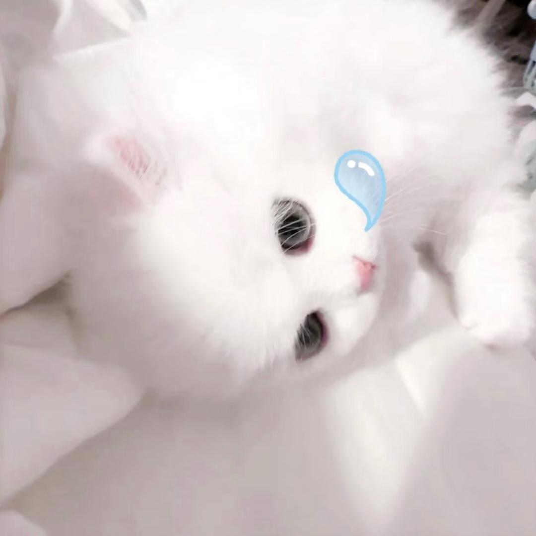 小鱿鱼