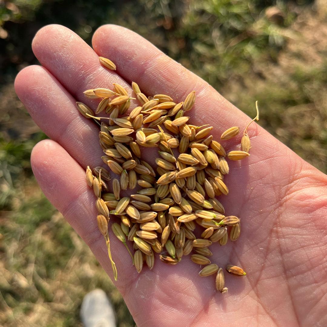 沿里农业农机飞防👨‍🌾李