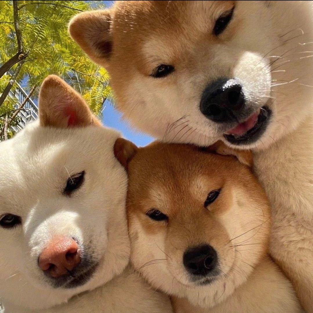 粥粥！