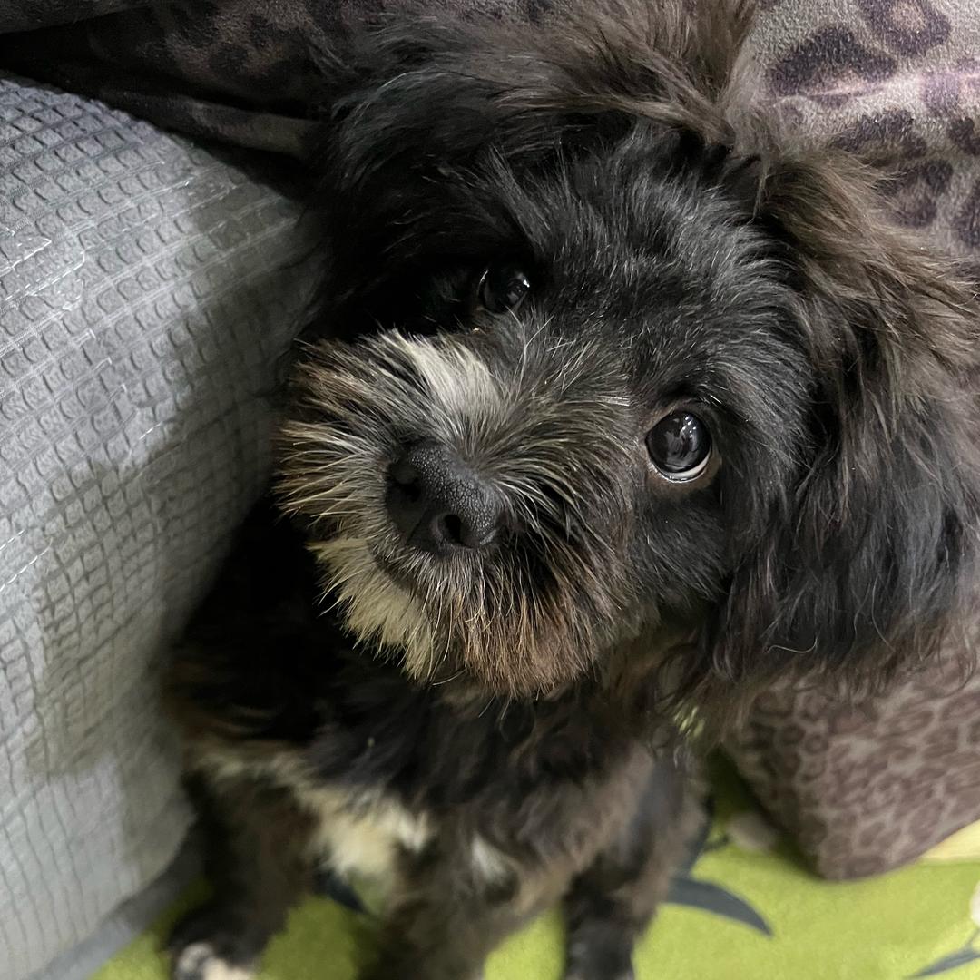 福炭是个泰迪串