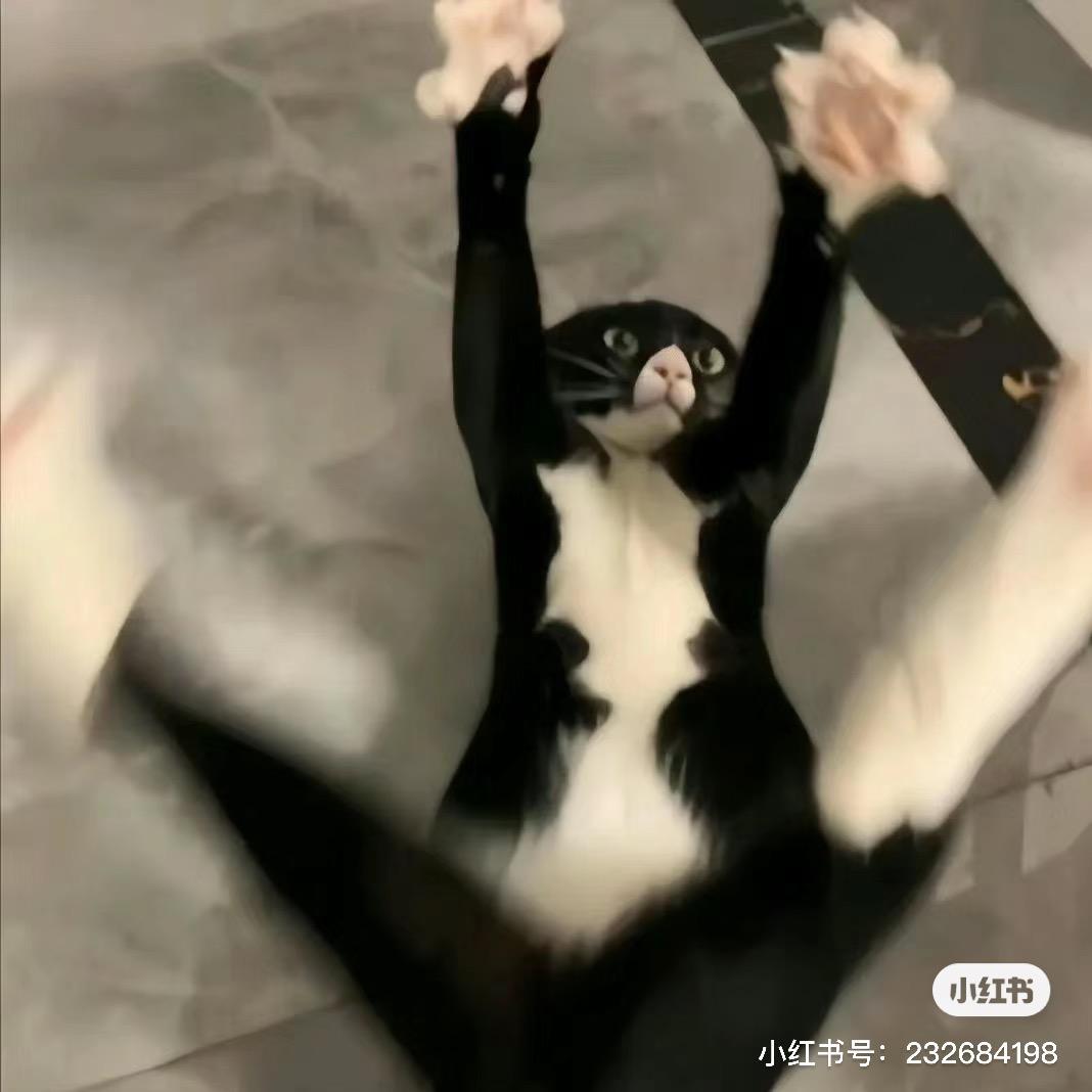 苦茶子酱