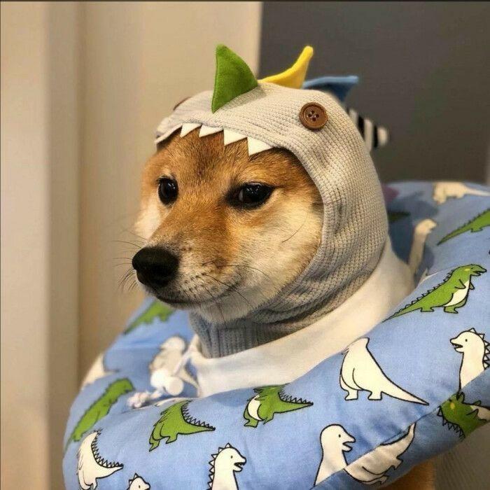 🐼