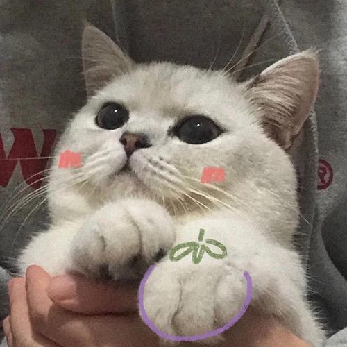 碎碎