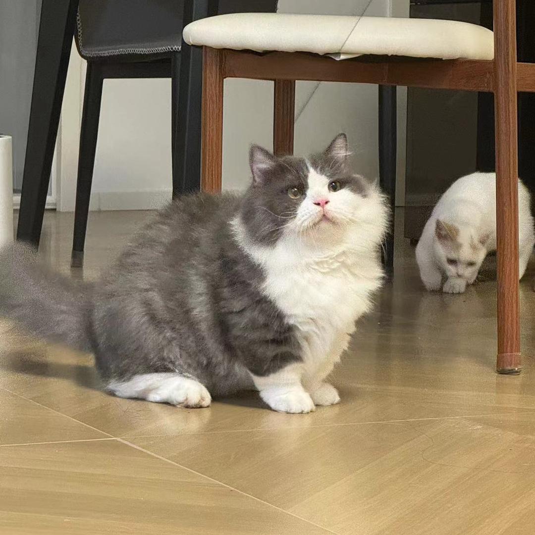 喵～