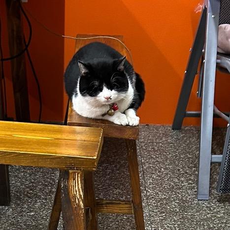 猫困困