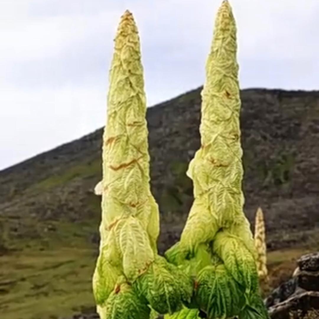 美人峰