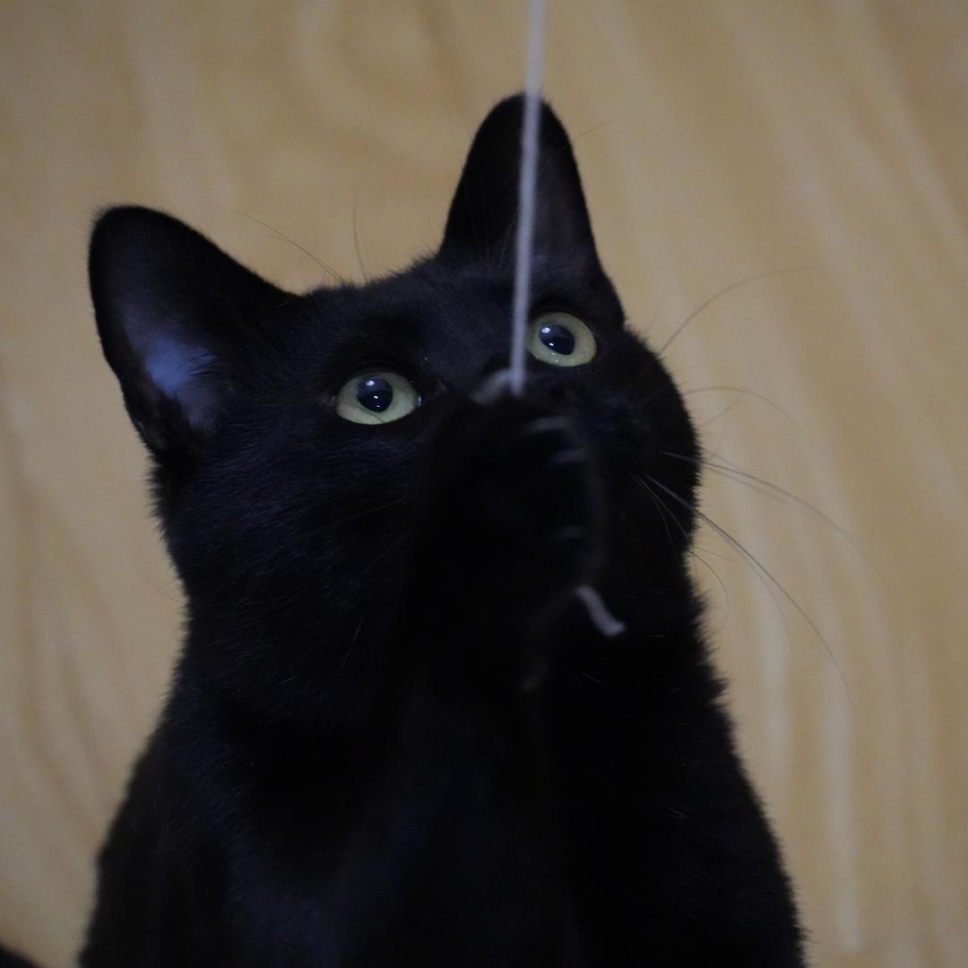 黑，