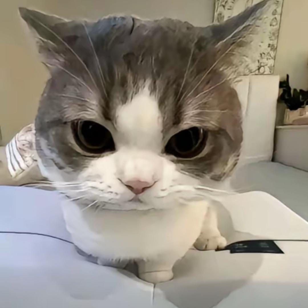 ᩚ゜暴力小猫ᩚ゜