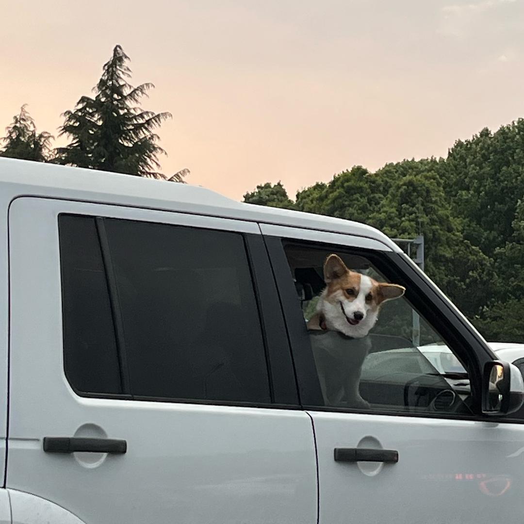 可爱多👀