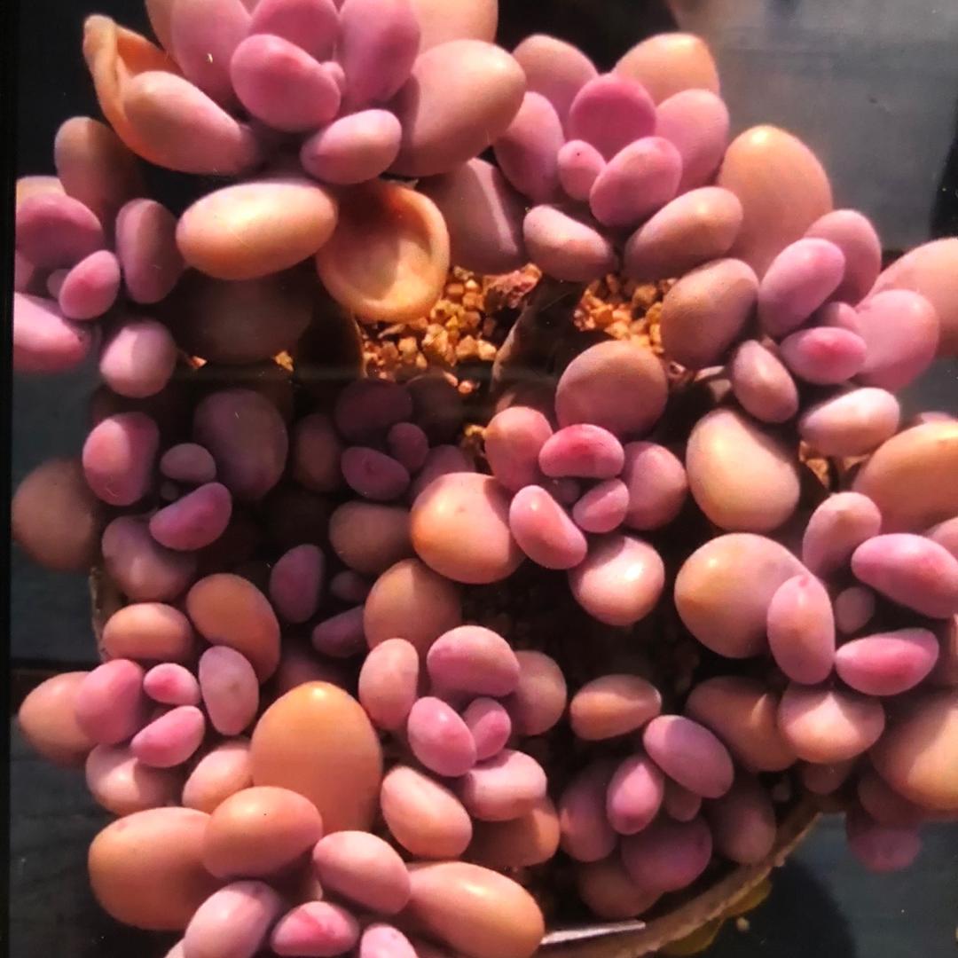 云锦花多肉基地