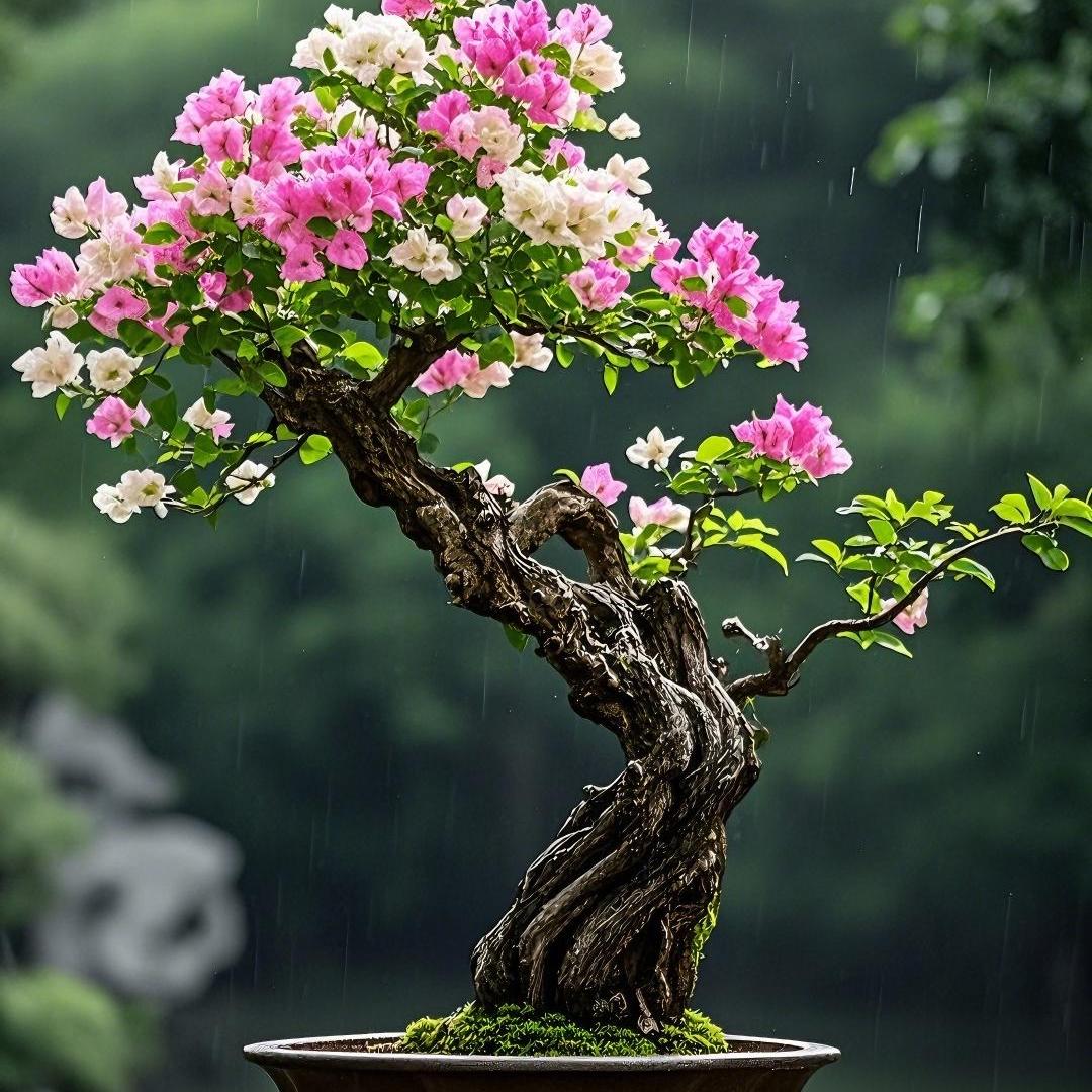 海岛栀子花春花龙船花