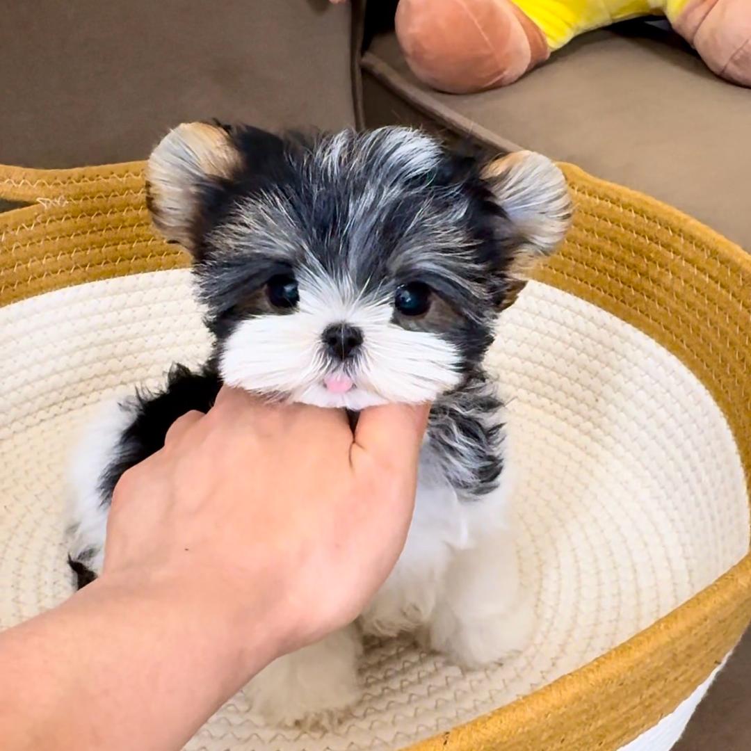 犟犟狗约克夏
