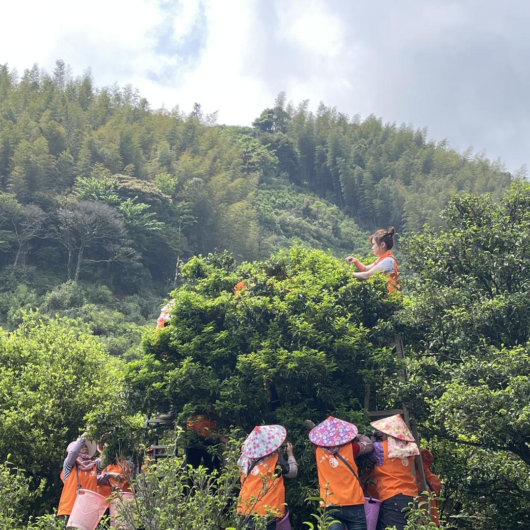 汕头市大枞茶业有限公司