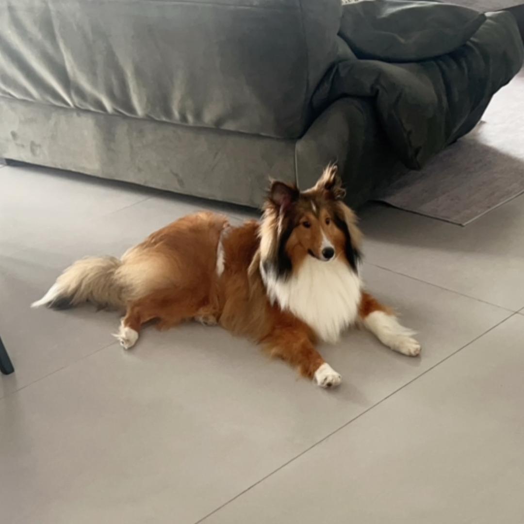 浪姐（怂包中辅）