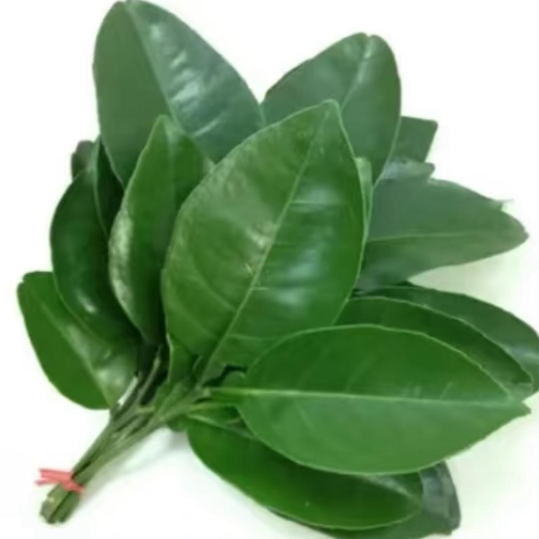 七濑脆脆鲨