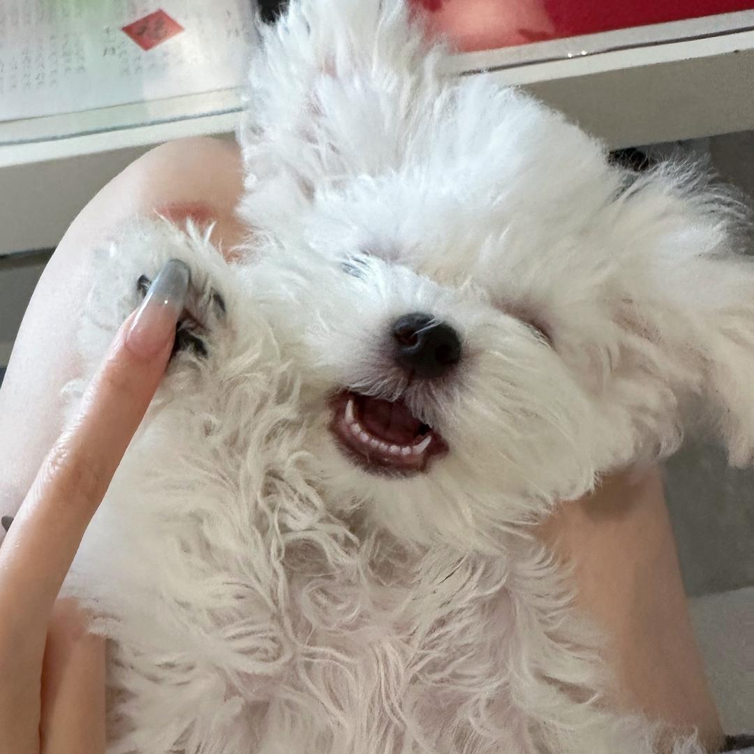 曲奇日记🍪cookie
