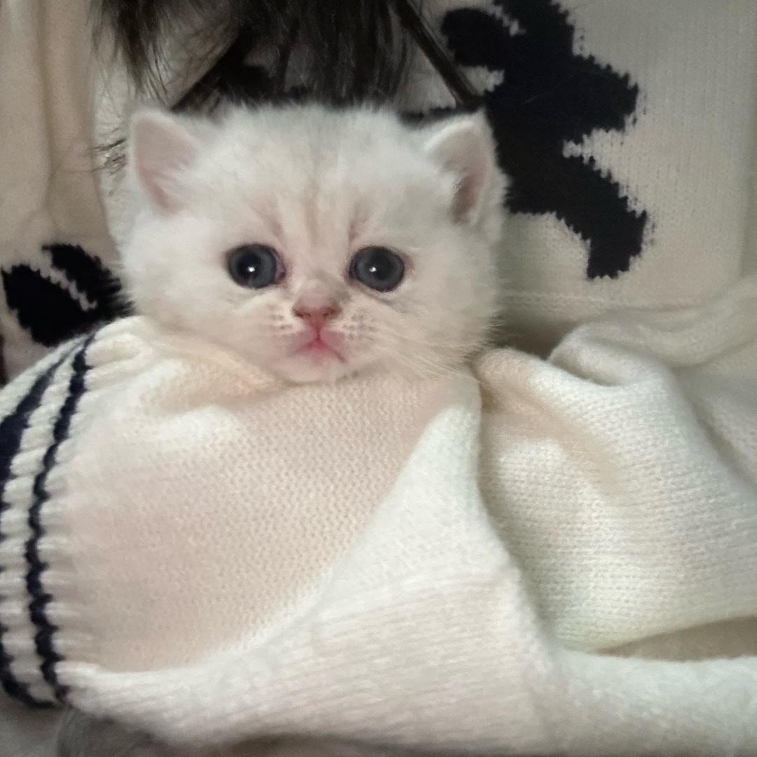 金条是只小奶猫🐱