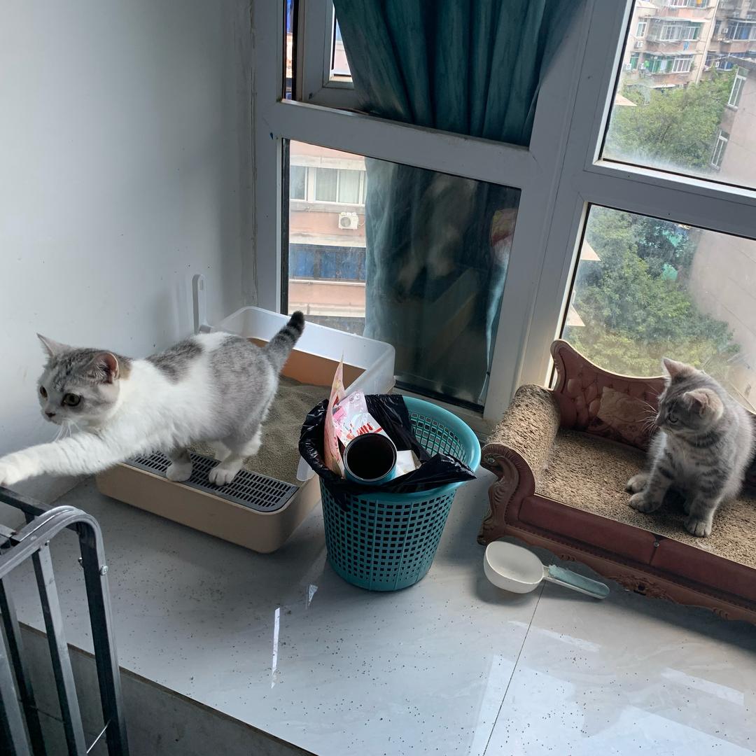 一只汤圆猫
