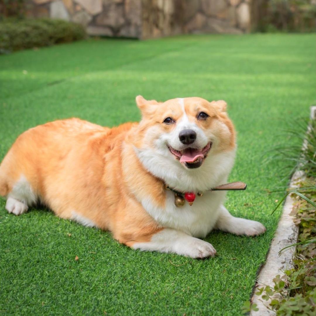 崇川区宠冲冲宠物店