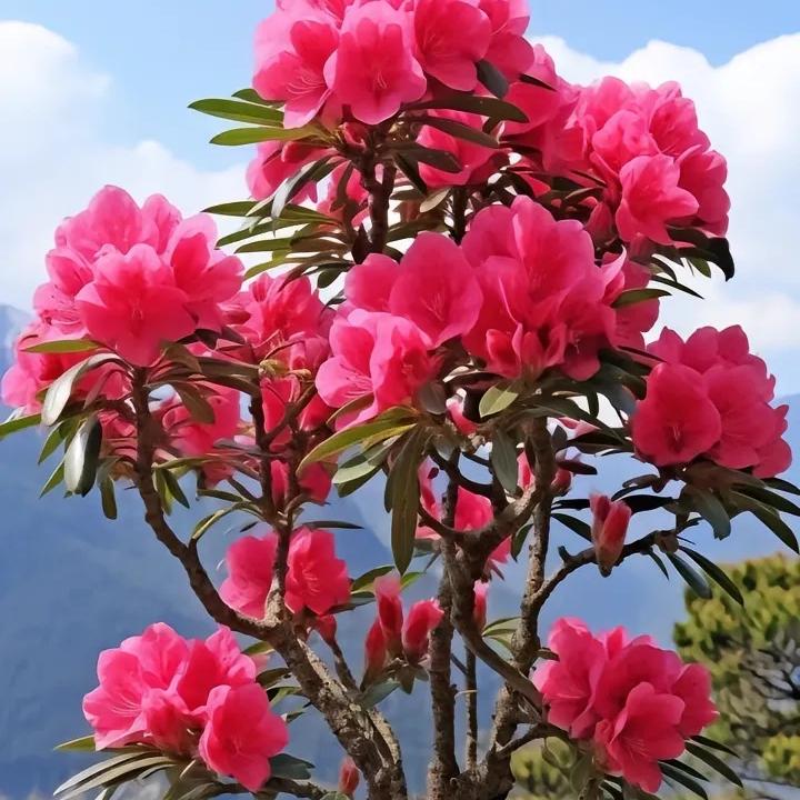 璎超苗木